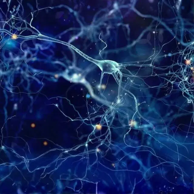 Huperzia Serrata Extract